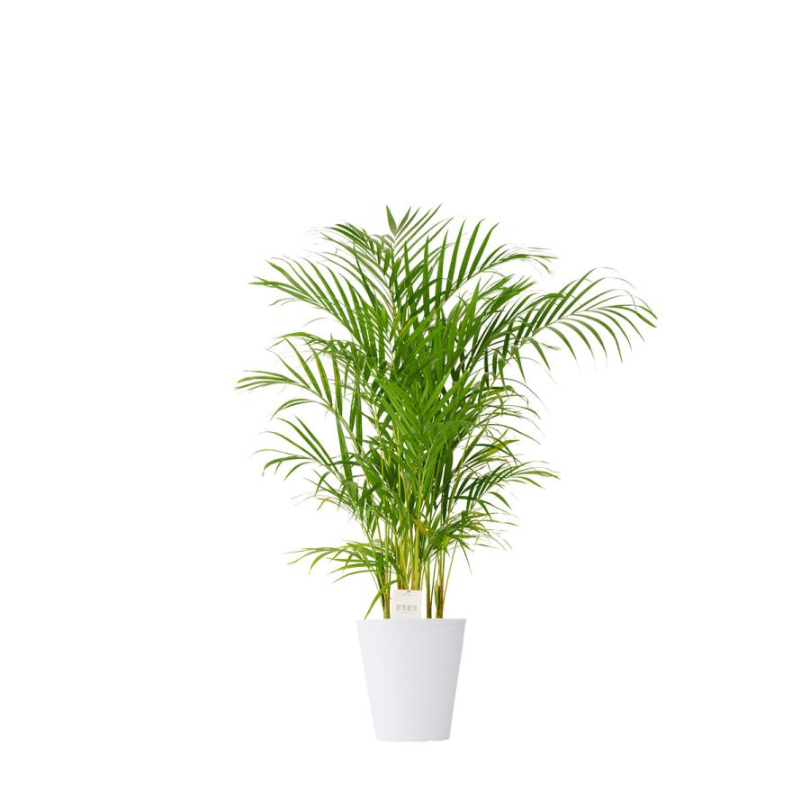 観葉植物 アレカヤシ 8号 白丸鉢皿付 花言葉カード付 Ka284 Sp Gifts Yahoo 店 通販 Yahoo ショッピング