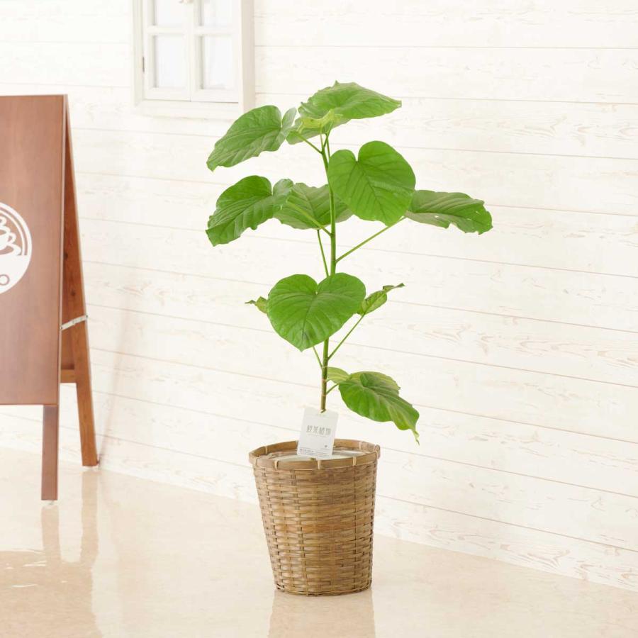 観葉植物 ウンベラータ 8号 バスケット鉢カバー付 花言葉カード付 Ka287 Sp Gifts Yahoo 店 通販 Yahoo ショッピング