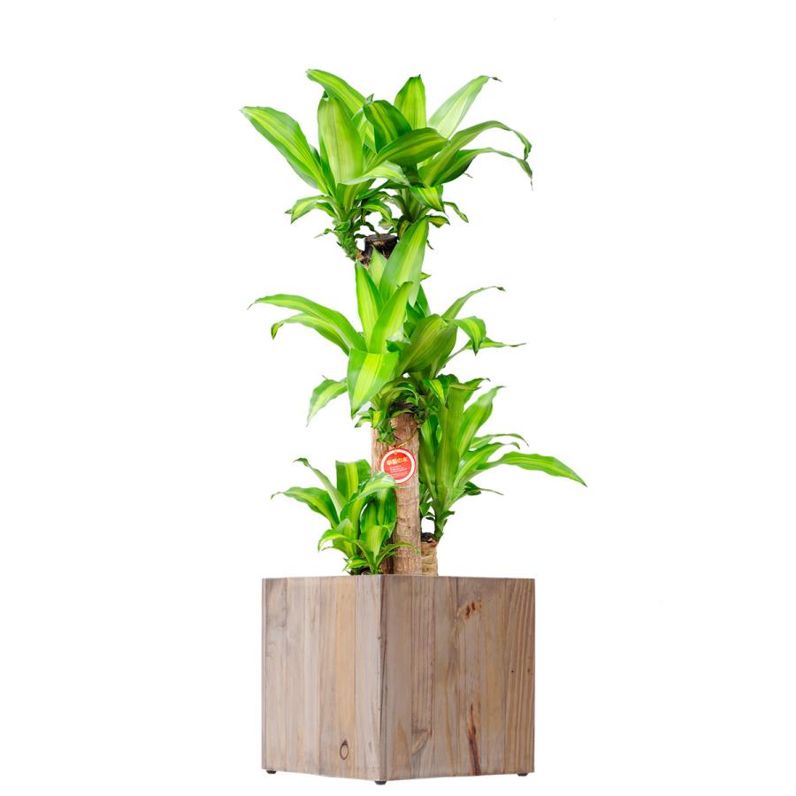 高品質特価品 観葉植物 ドラセナ マッサンゲアナ 8号 インテリア鉢カバー Ecological Cube 仕様 高級感溢れる立札 花言葉カード 欧州から輸入の装飾リボン付 大阪公式店 Ssl Daikyogo Or Jp