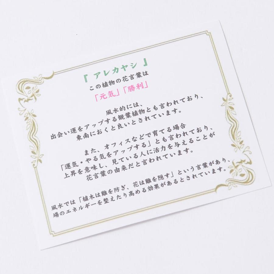 観葉植物 ゴムの木 ベンガレンシス 10号 インテリア鉢カバー Ecological Cube 仕様 高級感溢れる立札 花言葉カード 欧州から輸入の装飾リボン付 Ka353 Sp Gifts Yahoo 店 通販 Yahoo ショッピング