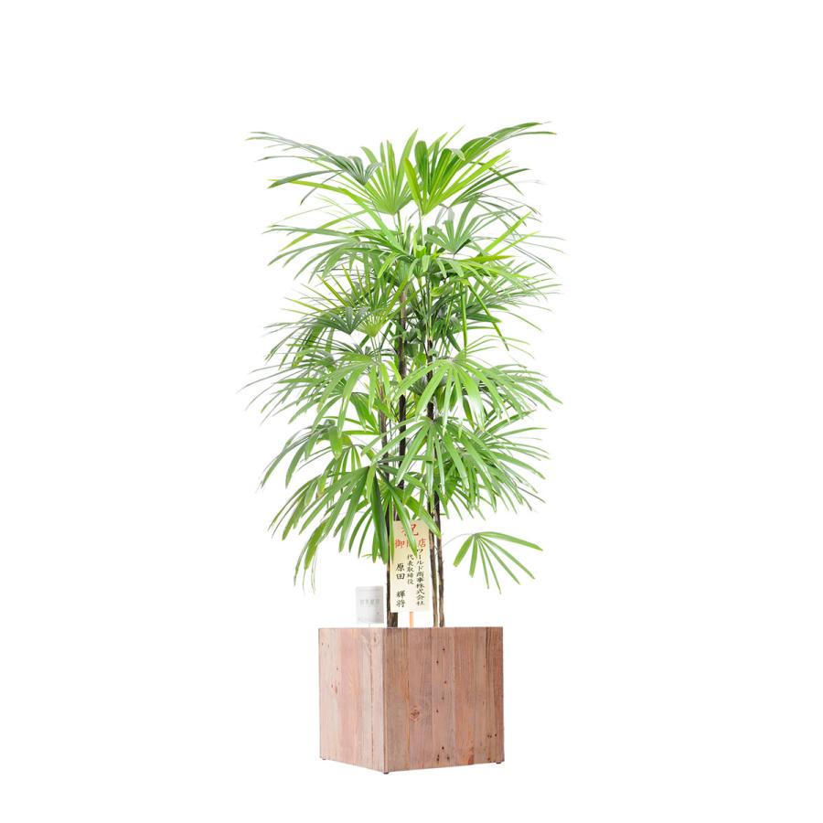 観葉植物 シュロチク 10号 インテリア鉢カバー Ecological Cube 仕様 高級感溢れる立札 花言葉カード 欧州から輸入の装飾リボン付 Ka354 Sp Gifts Yahoo 店 通販 Yahoo ショッピング