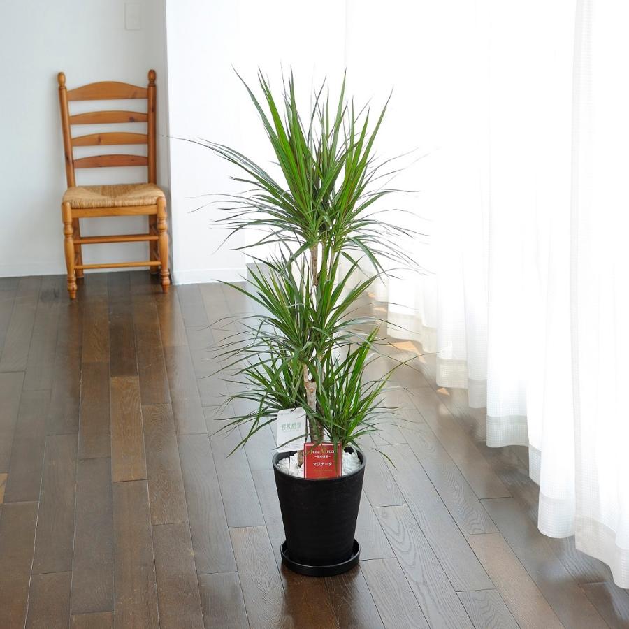激安価格と即納で通信販売 観葉植物 ドラセナ コンシンネ 8号 黒丸鉢皿付 花言葉カード付 Ericamoreira Com Br