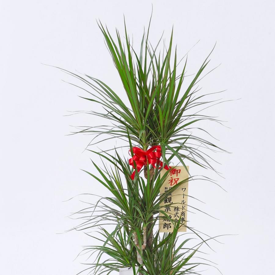 激安価格と即納で通信販売 観葉植物 ドラセナ コンシンネ 8号 黒丸鉢皿付 花言葉カード付 Ericamoreira Com Br