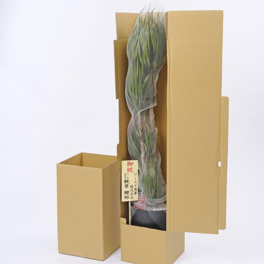 激安価格と即納で通信販売 観葉植物 ドラセナ コンシンネ 8号 黒丸鉢皿付 花言葉カード付 Ericamoreira Com Br