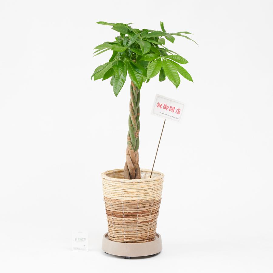 工場直営店 キャスター 茶 付 観葉植物 パキラ 8号 2色仕様のバスケット鉢カバー付 花言葉カード付 新型コロナ Www Brandingby8 Com