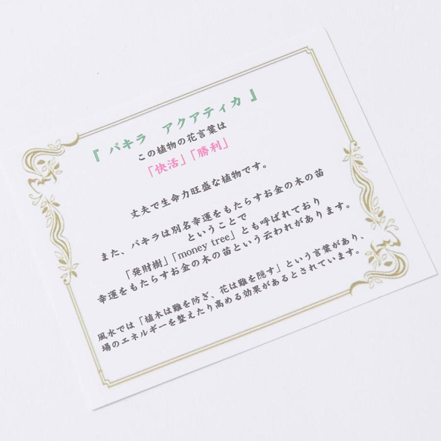 工場直営店 キャスター 茶 付 観葉植物 パキラ 8号 2色仕様のバスケット鉢カバー付 花言葉カード付 新型コロナ Www Brandingby8 Com