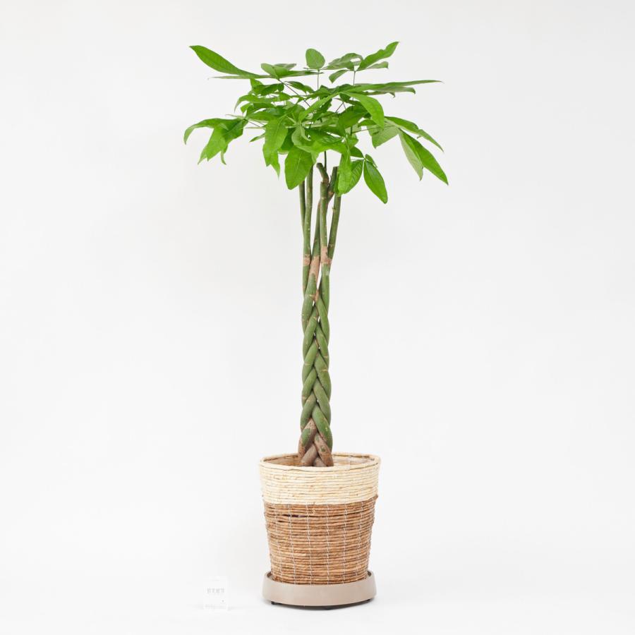 有名ブランド キャスター 茶 付 観葉植物 パキラ 10号 2色仕様のバスケット鉢カバー付 花言葉カード付 Whitesforracialequity Org