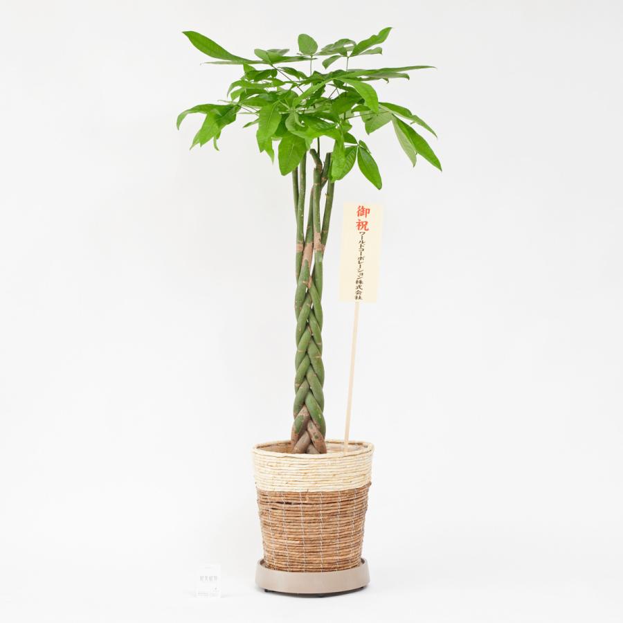 有名ブランド キャスター 茶 付 観葉植物 パキラ 10号 2色仕様のバスケット鉢カバー付 花言葉カード付 Whitesforracialequity Org