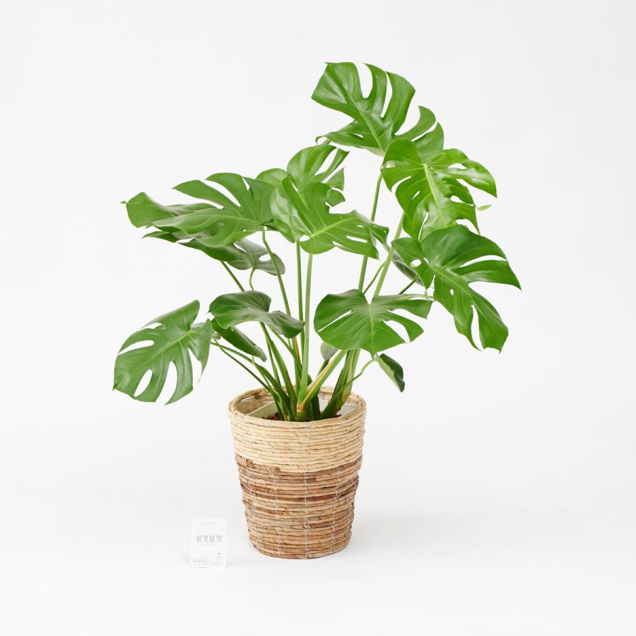 観葉植物 モンステラ 8号 2色仕様のバスケット鉢カバー付 花言葉カード付 Ka409 Sp Gifts Yahoo 店 通販 Yahoo ショッピング