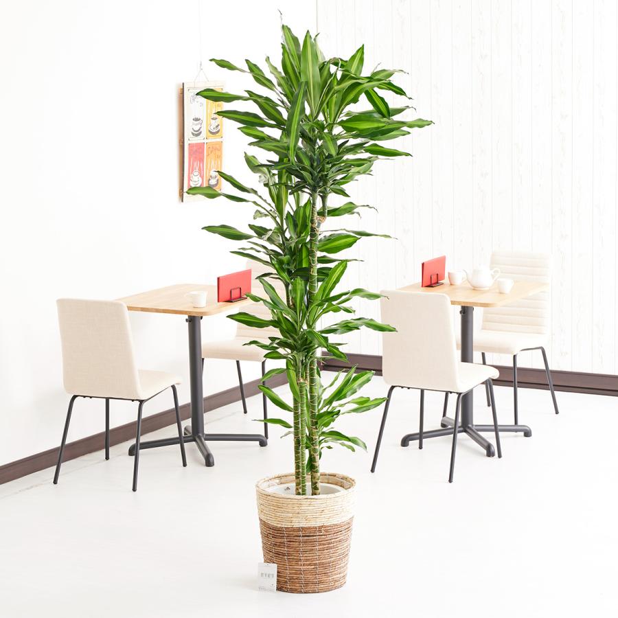 公式 観葉植物 ドラセナ ジェレ 10号 2色仕様のバスケット鉢カバー付 花言葉カード付 観葉植物 個人宅配送の場合 別途2 000円 税別 の送料がかかります 承知しました Www Gatorheatandair Com