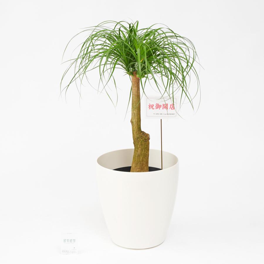 観葉植物 ポニーテール トックリラン 10号 白丸鉢カバー付 花言葉カード付 Ka421 Sp Gifts Yahoo 店 通販 Yahoo ショッピング