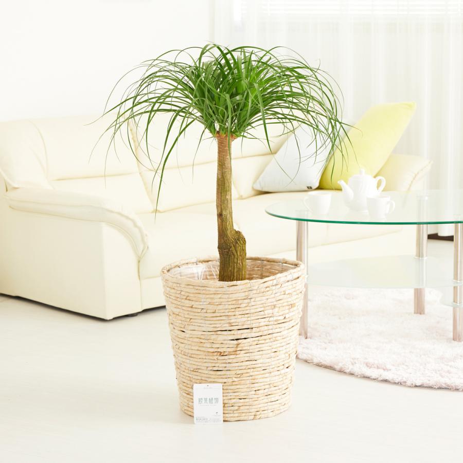 観葉植物 ポニーテール トックリラン 10号 白バスケット鉢カバー付 花言葉カード付 Ka423 Sp Gifts Yahoo 店 通販 Yahoo ショッピング