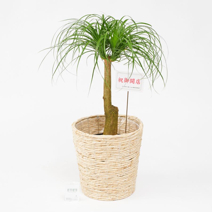 観葉植物 ポニーテール トックリラン 10号 白バスケット鉢カバー付 花言葉カード付 Ka423 Sp Gifts Yahoo 店 通販 Yahoo ショッピング