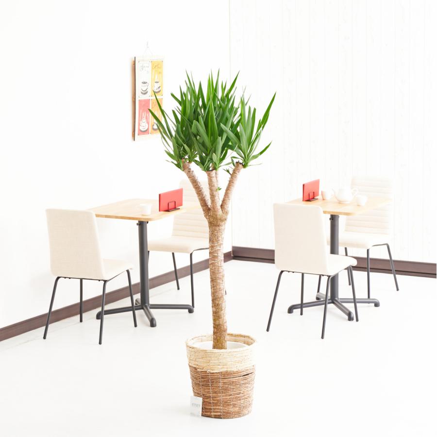 購入安い 観葉植物 ユッカ エレファンティペス 枝分かれ 10号 2色仕様のバスケット鉢カバー付 花言葉カード付 Ka427 Sp Gifts Yahoo 店 通販 Yahoo ショッピング 国民民主 Esraapharma Com