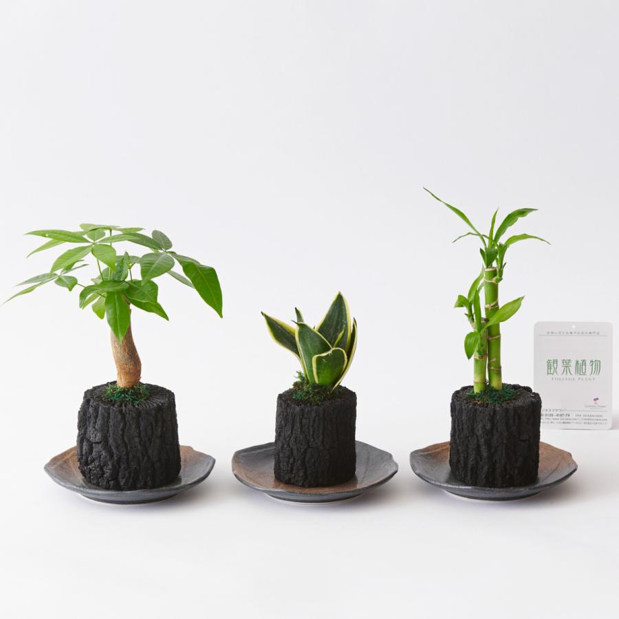 観葉植物　ミニ炭鉢　おまかせ3鉢セット　陶器和皿付｜biz-hana｜03