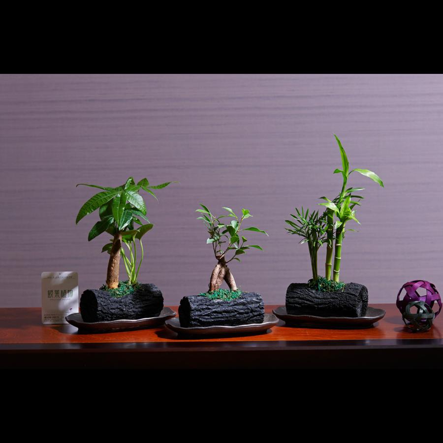 クテナンテ セトサ ファイバー鉢 お皿付き クテナンテ セトサ