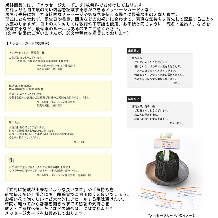 観葉植物　炭鉢　おまかせ3鉢セット　陶器和皿付｜biz-hana｜11