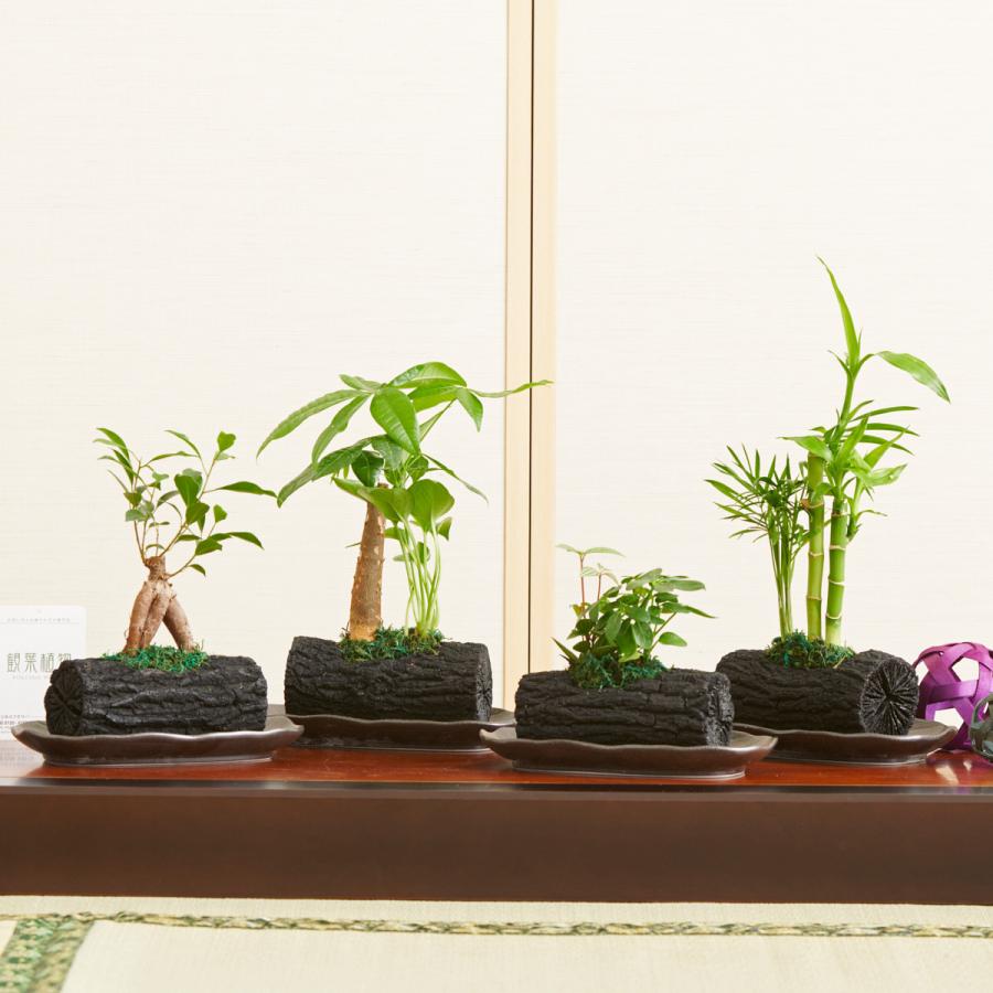 観葉植物　炭鉢　おまかせ4鉢セット　陶器和皿付