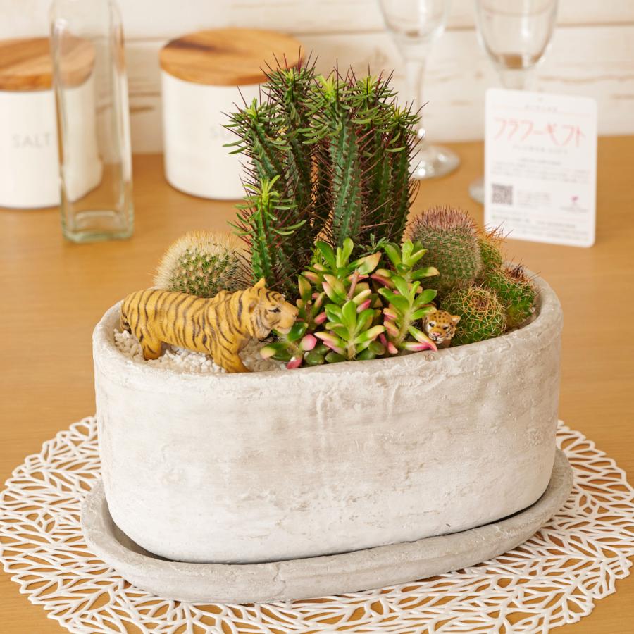 観葉植物 多肉植物・サボテン(品種おまかせ)寄せ植え アニマル 観葉植物 多肉植物・サボテン(品種おまかせ)寄せ植え アニマル