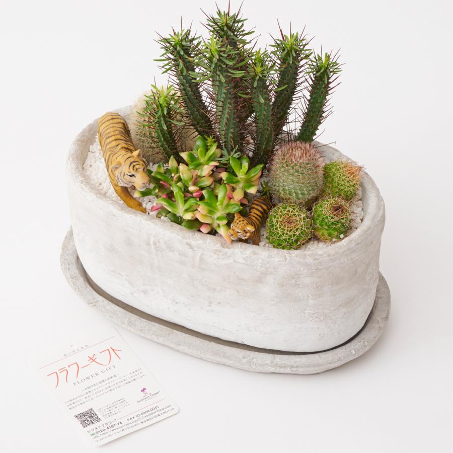 観葉植物 多肉植物・サボテン(品種おまかせ)寄せ植え アニマル 観葉植物 多肉植物・サボテン(品種おまかせ)寄せ植え アニマル