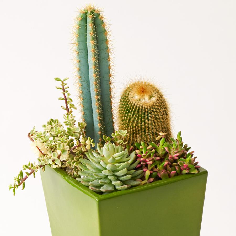 観葉植物 多肉植物・サボテン(品種おまかせ)寄せ植え アニマル 観葉植物 多肉植物・サボテン(品種おまかせ)寄せ植え アニマル
