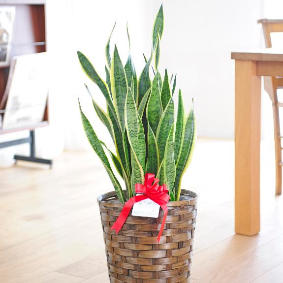 観葉植物 サンスベリア 8号 バスケット鉢カバー付 花言葉カード付 Ka45 Sp Gifts Yahoo 店 通販 Yahoo ショッピング