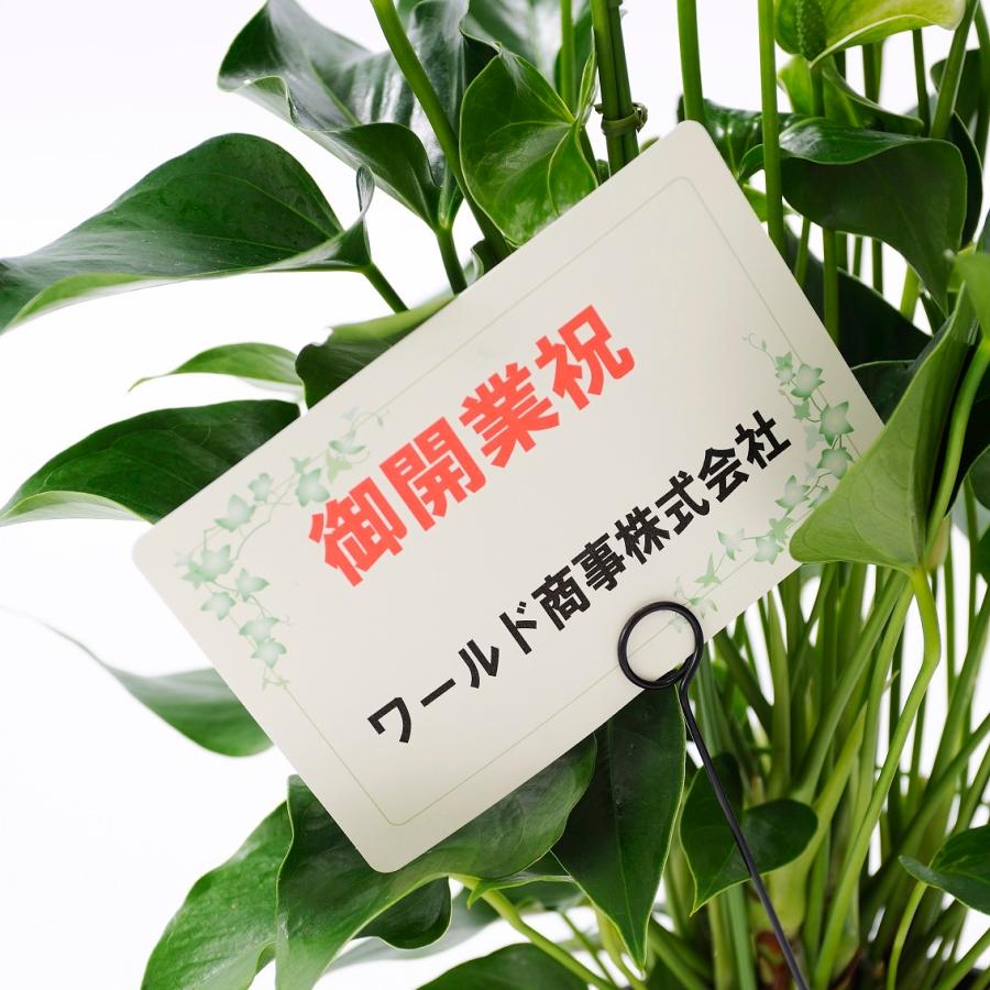 新品 観葉植物 サンスベリア 8号バスケット鉢カバー付 Maruショップ 通販 Yahoo ショッピング 即出荷 Clinicaaldente Es
