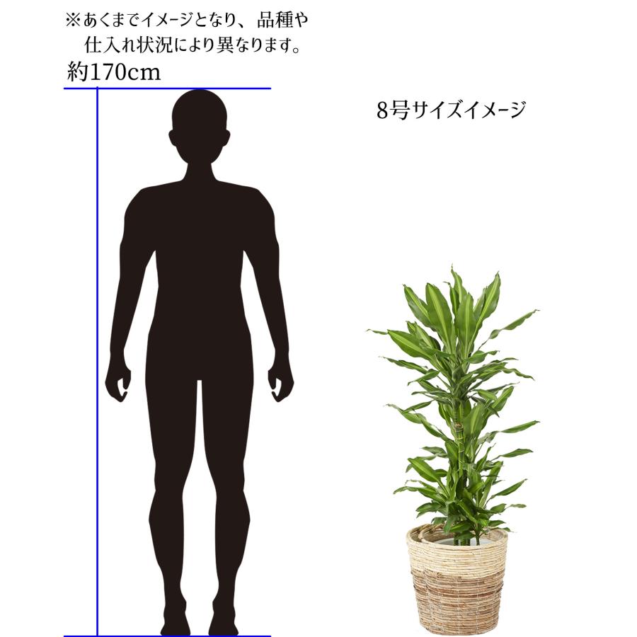 期間限定 クリスマスツリー プレゼント 観葉植物　ユッカ・エレファンティペス　8号 バスケット鉢カバー付 花言葉カード Xmas Christmas おすすめ 冬｜biz-hana｜11