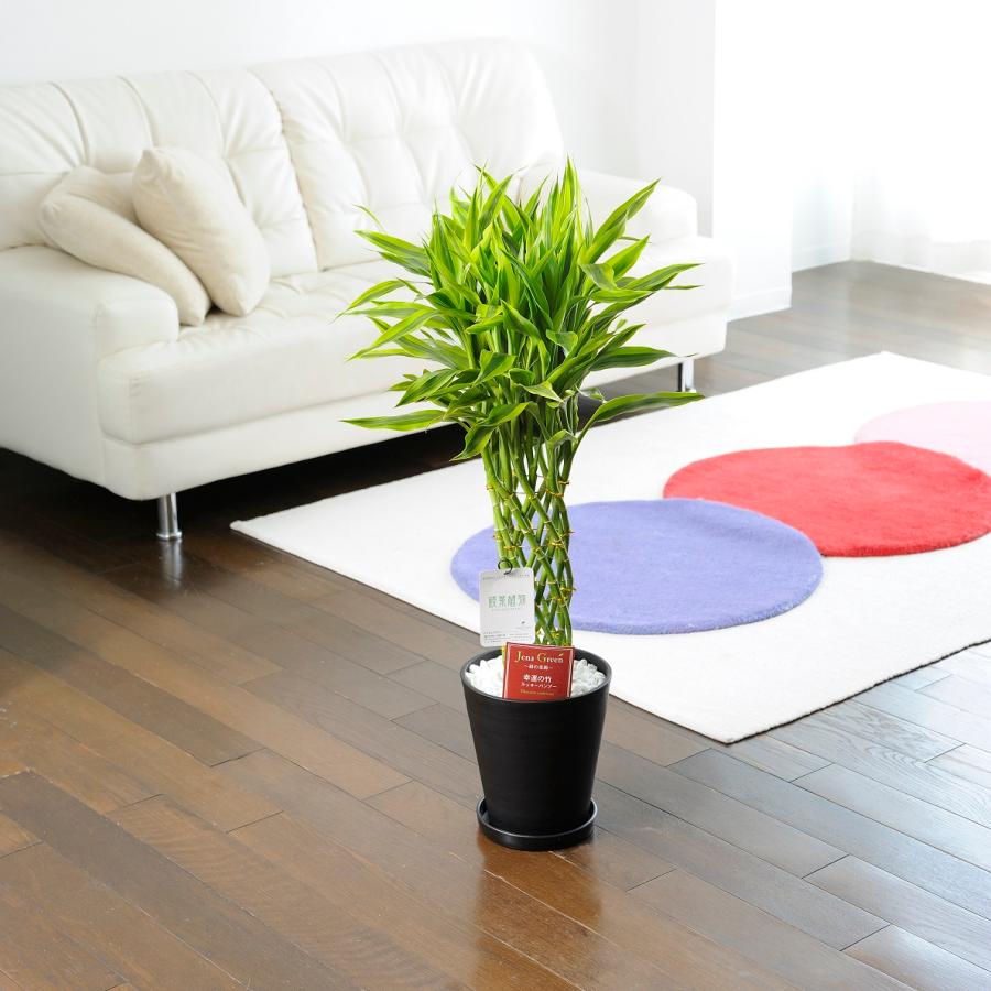 観葉植物 ミリオンバンブー ゴールド 7号 黒丸鉢皿付 花言葉カード付 Ka54 Sp Gifts Yahoo 店 通販 Yahoo ショッピング