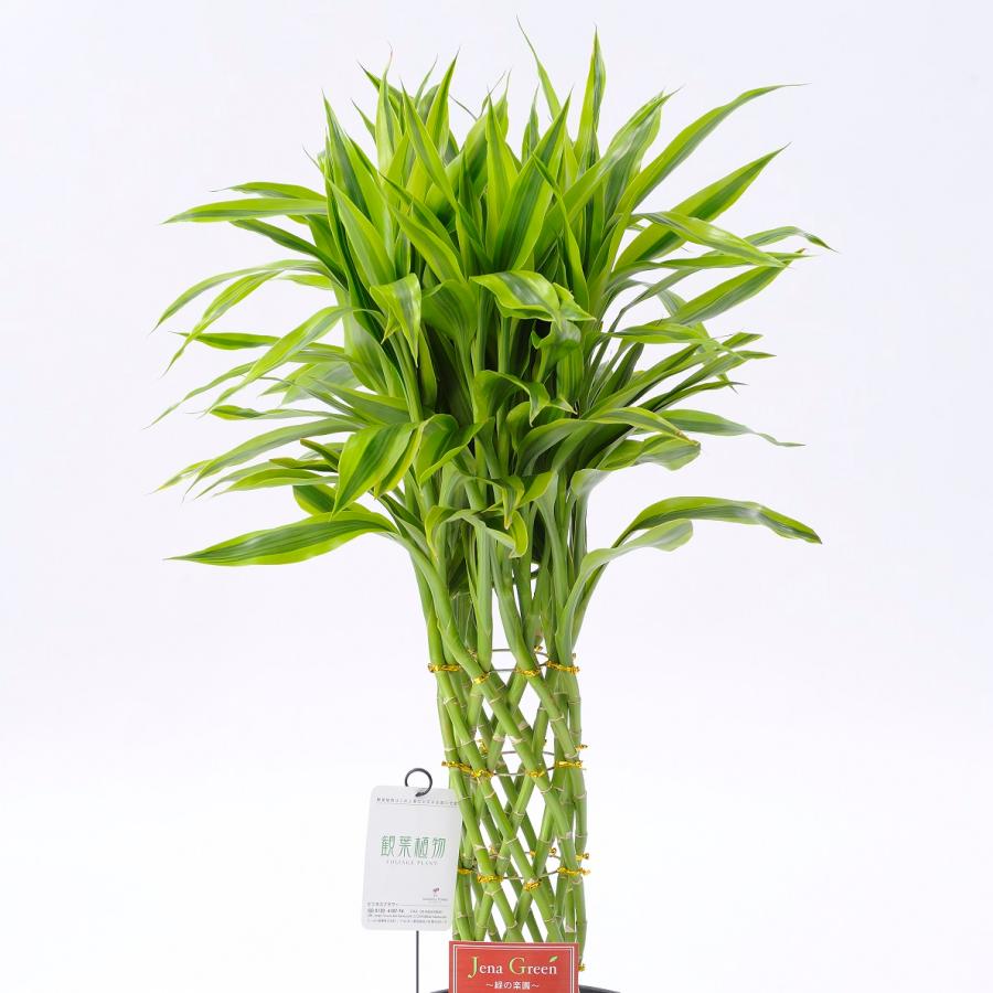 観葉植物 ミリオンバンブー ゴールド 7号 黒丸鉢皿付 花言葉カード付 Ka54 Sp Gifts Yahoo 店 通販 Yahoo ショッピング