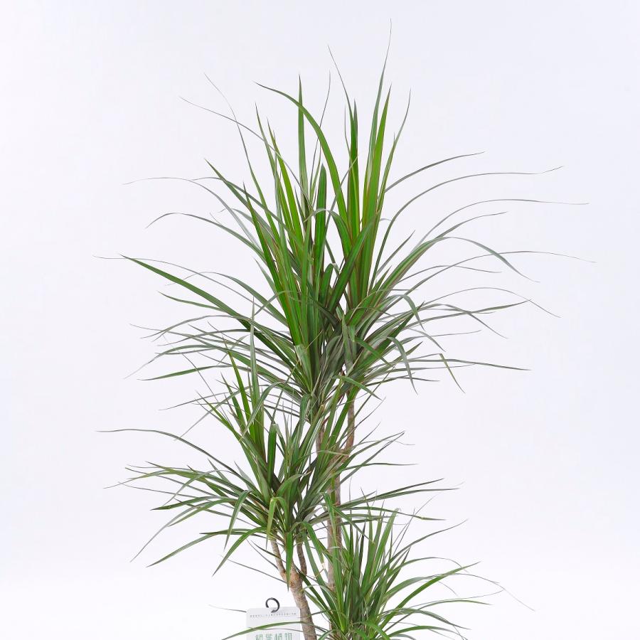 観葉植物 ドラセナ コンシンネ 7号 黒丸鉢皿付 花言葉カード付 Ka55 Sp Gifts Yahoo 店 通販 Yahoo ショッピング