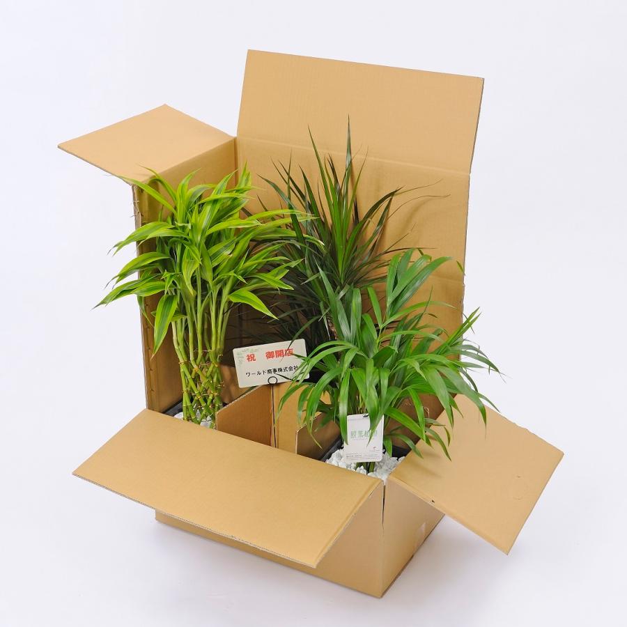 観葉植物 サンスベリア 7号 黒丸鉢皿付 花言葉カード付 Ka57 Sp Gifts Yahoo 店 通販 Yahoo ショッピング