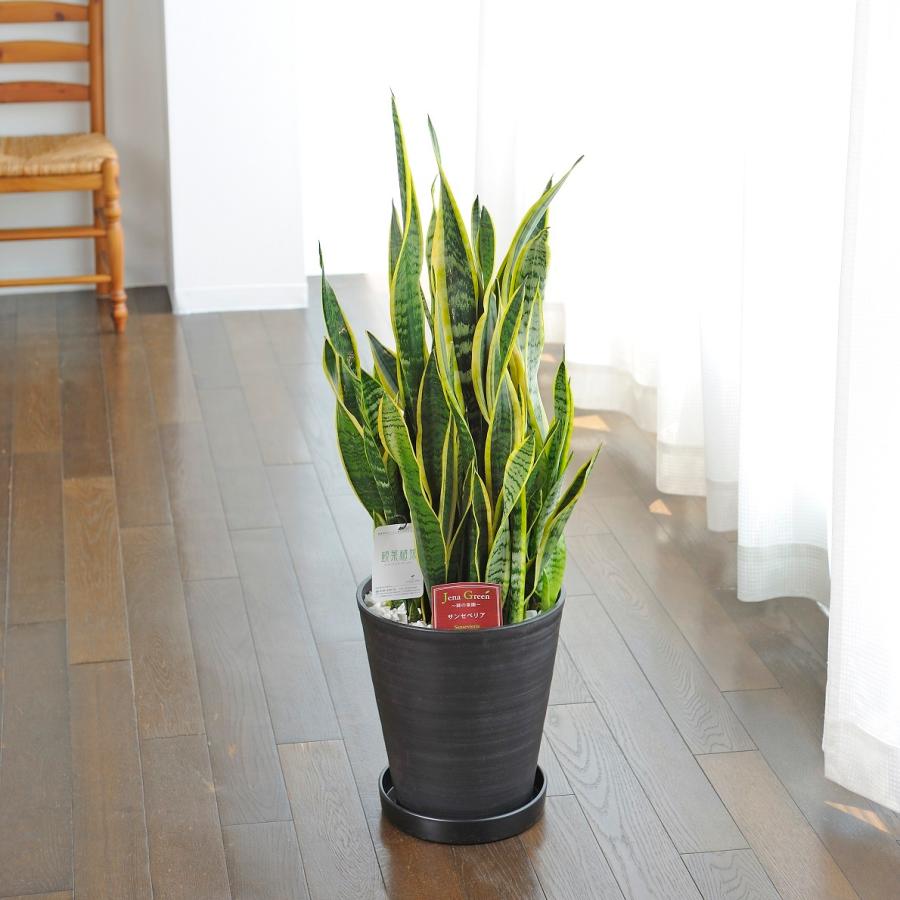 観葉植物 サンスベリア 10号 黒丸鉢皿付 花言葉カード付 Ka6 Sp Gifts Yahoo 店 通販 Yahoo ショッピング
