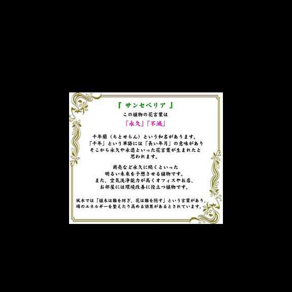 観葉植物 サンスベリア 10号 黒丸鉢皿付 花言葉カード付 Ka6 Sp Gifts Yahoo 店 通販 Yahoo ショッピング