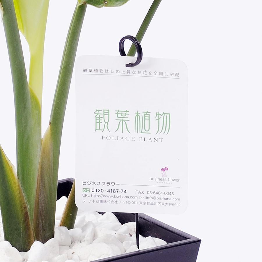 観葉植物 サンスベリア 10号 黒丸鉢皿付 花言葉カード付 Ka6 Sp Gifts Yahoo 店 通販 Yahoo ショッピング