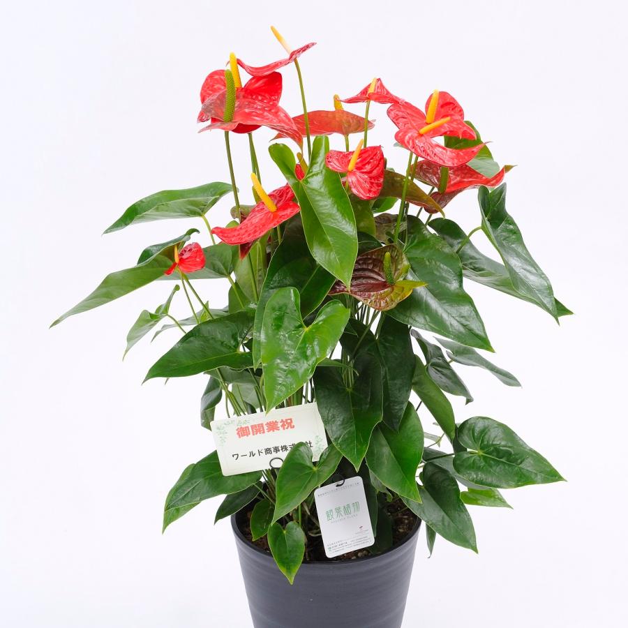 8580円 79 以上節約 アンスリウム 赤 Anthurium１０号鉢 尺鉢 特大サイズ 黒丸