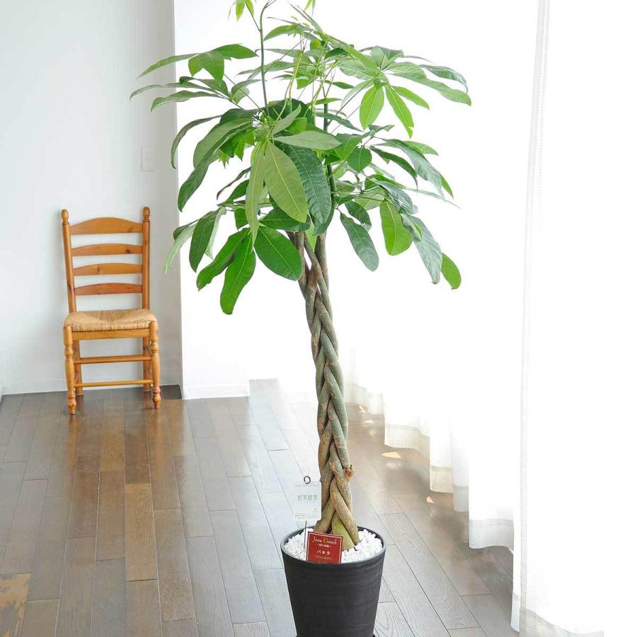 観葉植物 パキラ 10号 黒丸鉢皿付 花言葉カード付 Ka8 Sp Gifts Yahoo 店 通販 Yahoo ショッピング