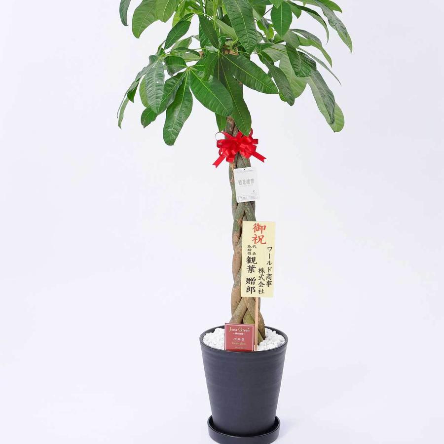 観葉植物 パキラ 10号 黒丸鉢皿付 花言葉カード付 Ka8 Sp Gifts Yahoo 店 通販 Yahoo ショッピング