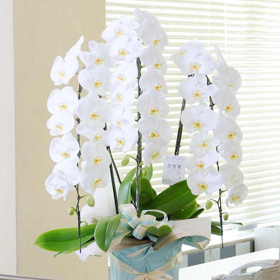 最高級胡蝶蘭3本立（白） 3万円コース : SP GiftS Yahoo!店 - 通販 