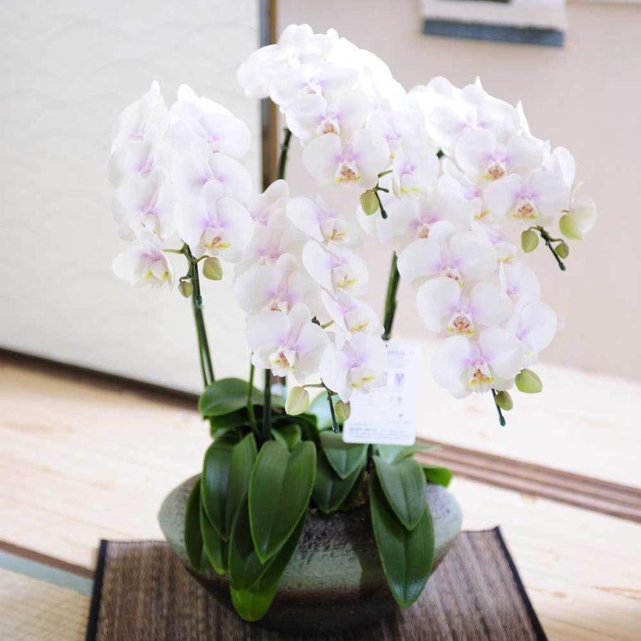 夢見鳥蘭MIDI 和鉢まどか（一塁手優しいこと）5本立 床材付 花、ガーデニング-鉢花