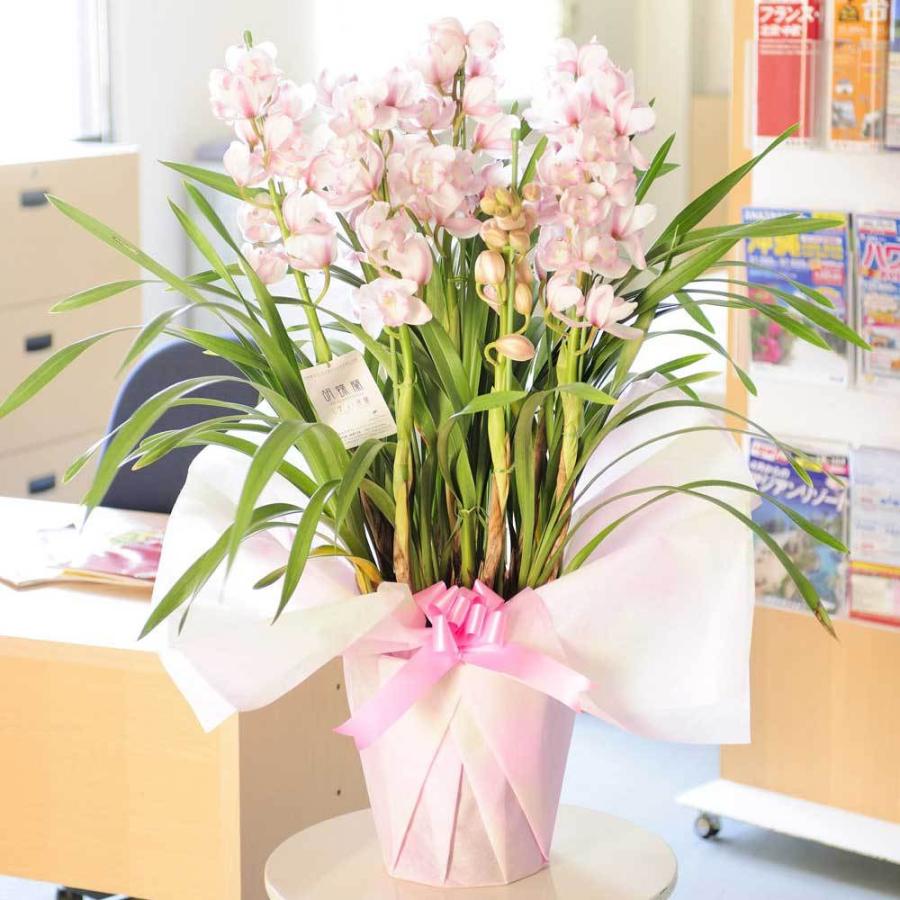 シンビジューム　「愛子様」　7本立