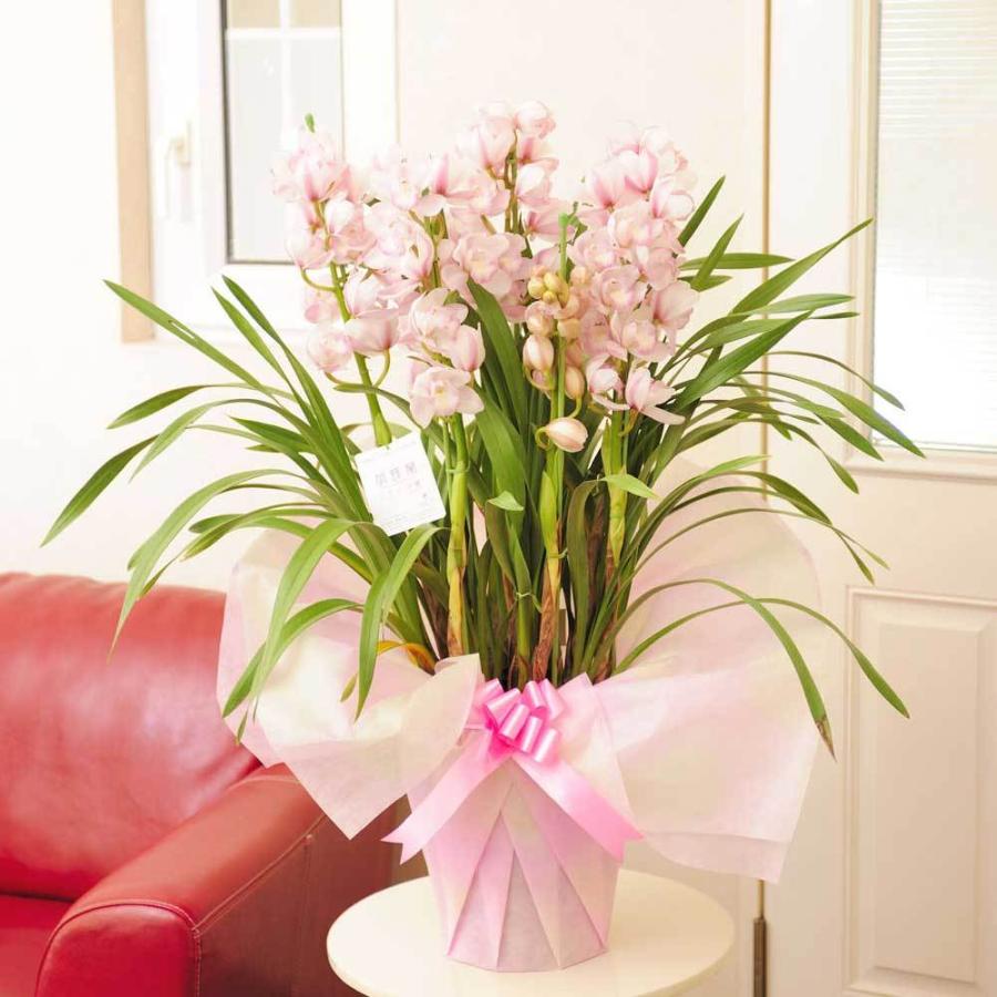 シンビジューム　「愛子様」　7本立 