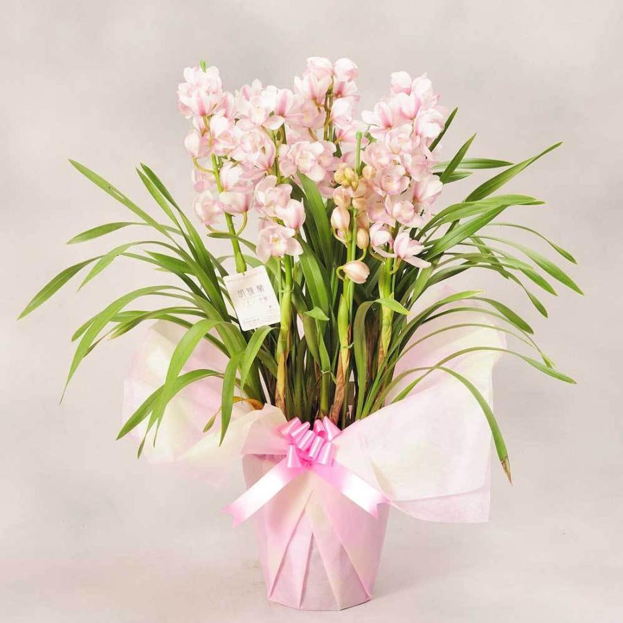 シンビジューム　「愛子様」　7本立 