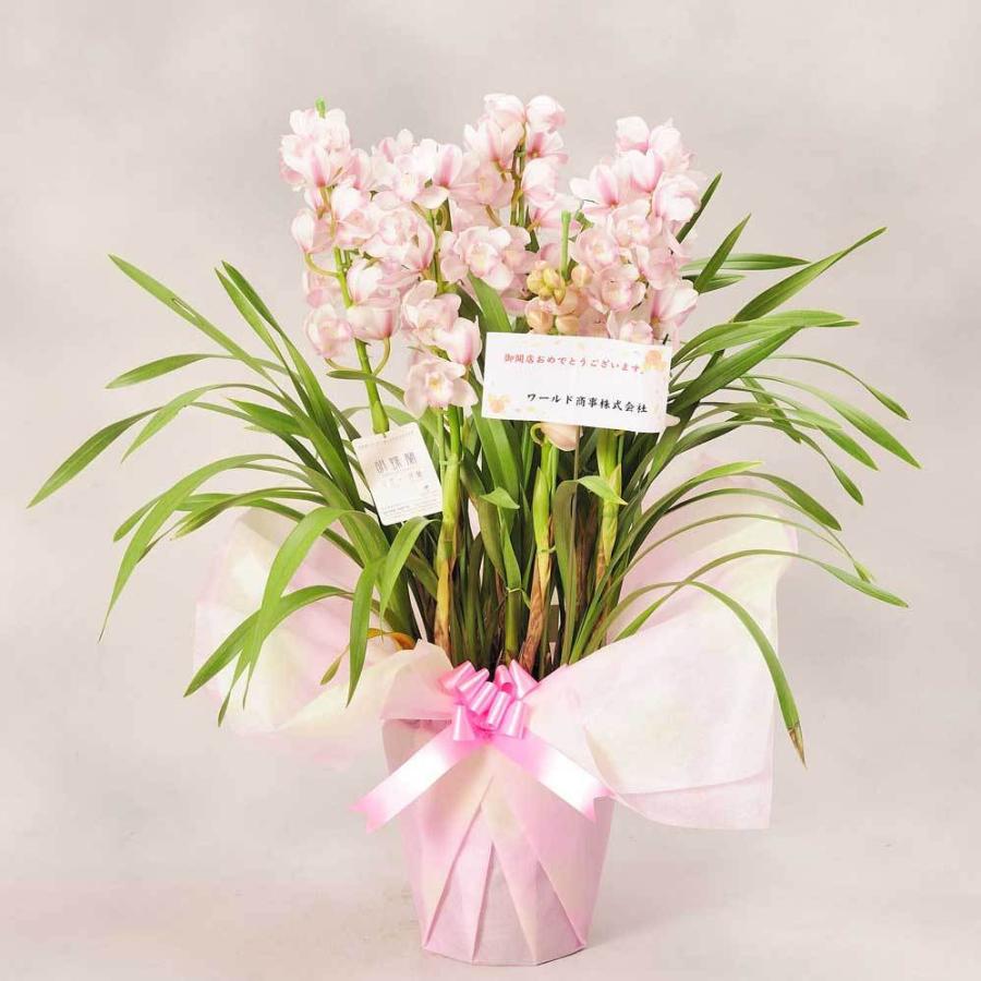 シンビジューム　「愛子様」　7本立 