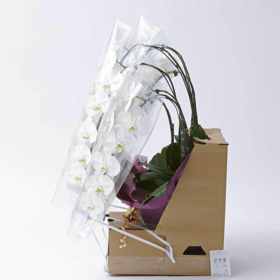 シンビジューム　「愛子様」　7本立 