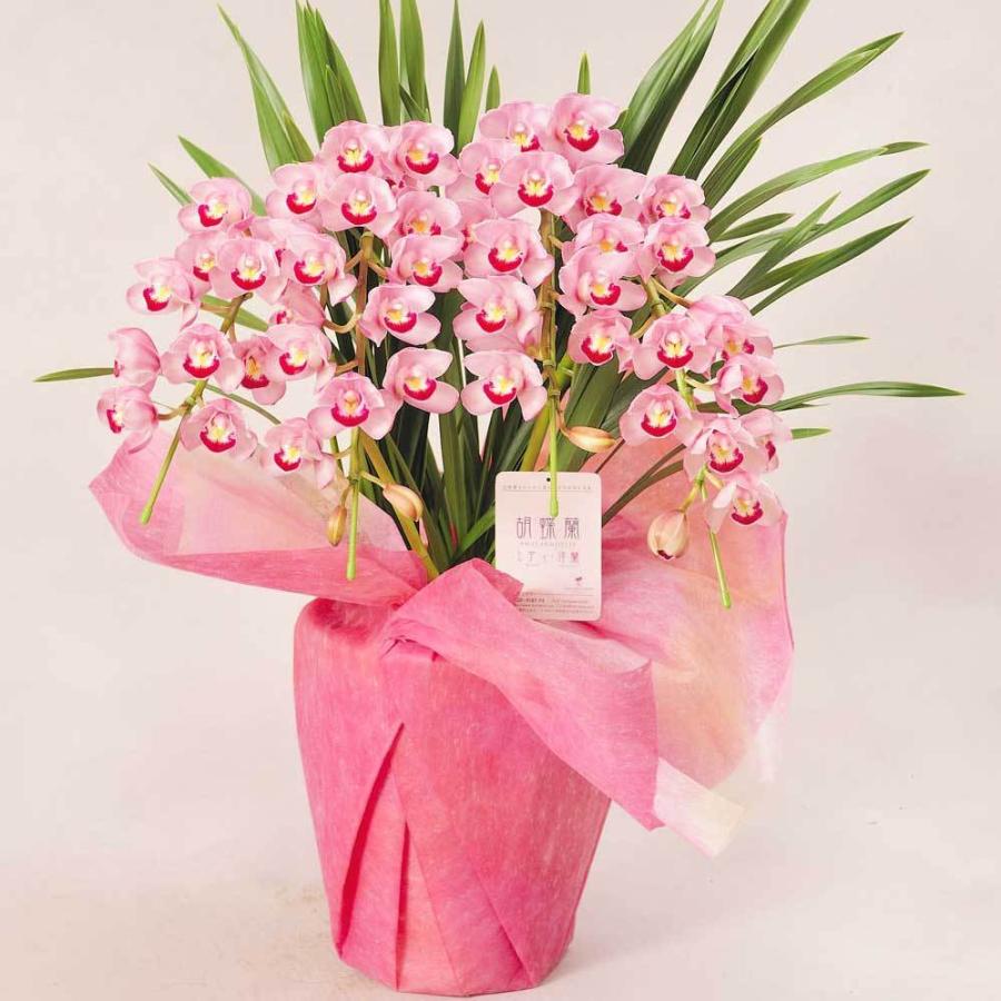 シンビジューム　4本立　アーチ仕立て（ピンク系） 