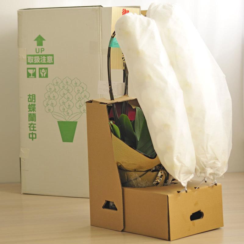 シンビジューム　4本立　アーチ仕立て（ピンク系） 