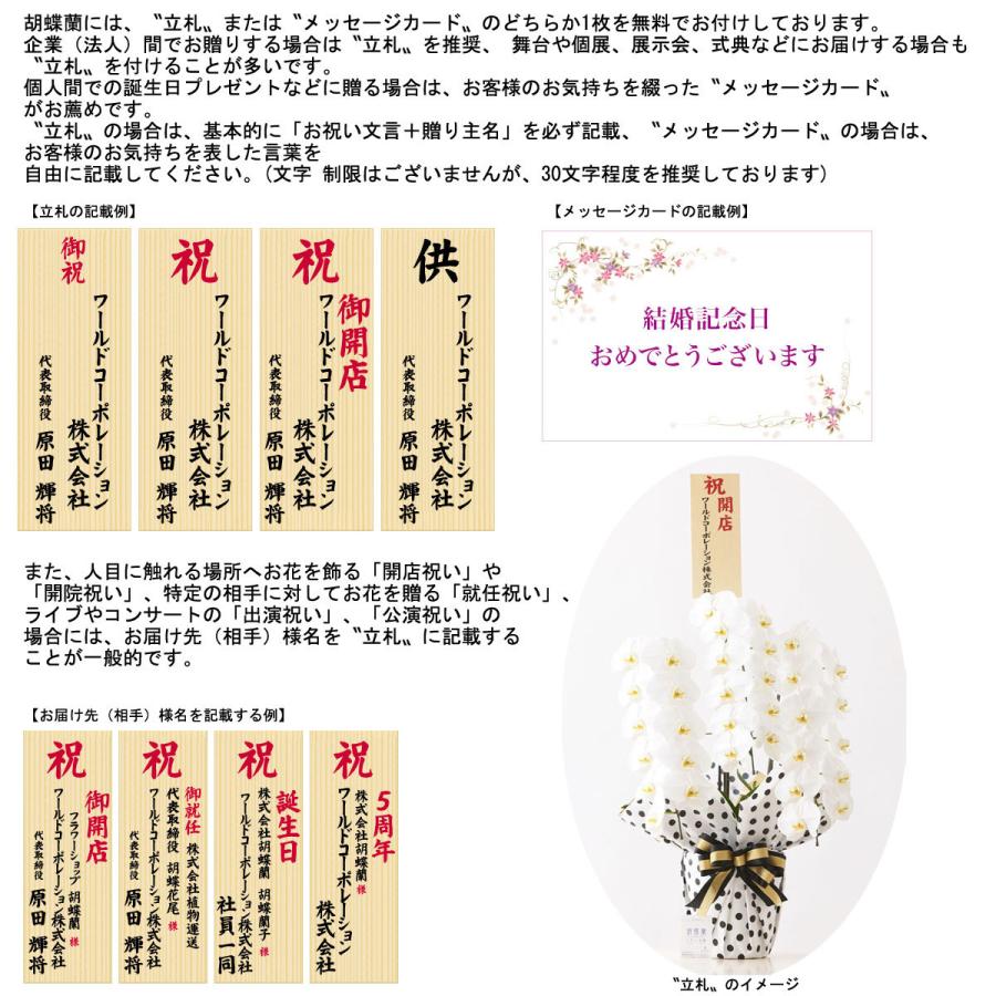 シンビジューム　4本立　アーチ仕立て（ピンク系） 