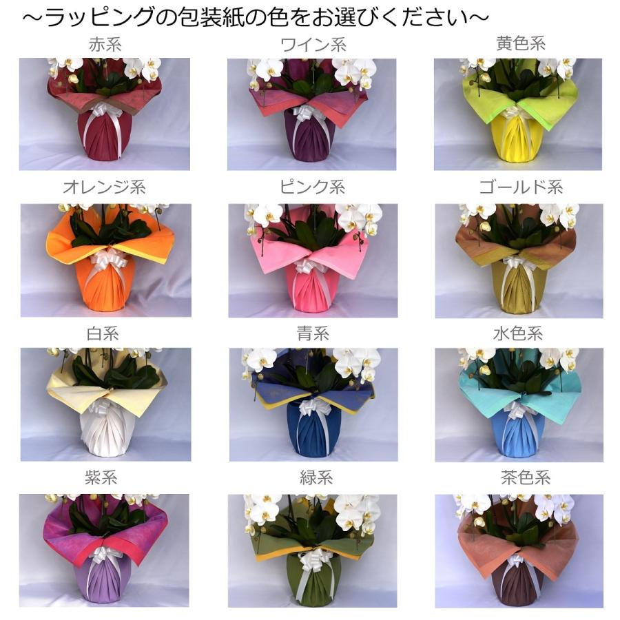 シンビジューム　4本立　アーチ仕立て（ピンク系） 