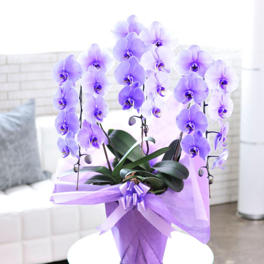 胡蝶蘭3本立 紫 3万円コース Ko0 Sp Gifts Yahoo 店 通販 Yahoo ショッピング